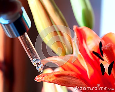 Pipette drips a drop on the tip of the lilac petal yellow Stock Photo