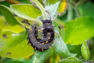 Pipevine swallowtail Battus philenor caterpillar Stock Photo