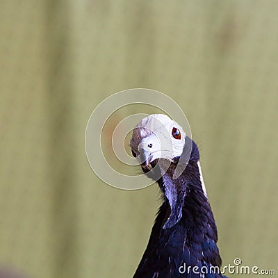 Pipile Cumanensis South American bird, blue throared Pipin Guan bird. Stock Photo