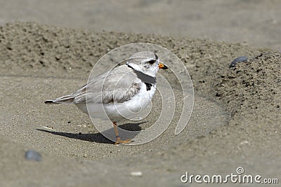 Piping Plover on Beach Stock Photo