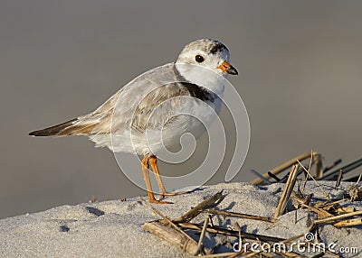 Piping Plover Charadrius melodus Stock Photo
