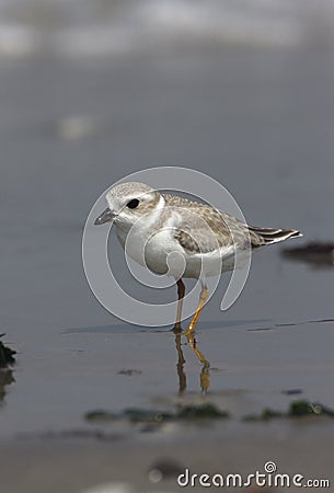 Piping plover, Charadrius melodus Stock Photo