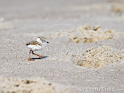 Piping Plover Chick On Beach Stock Photo
