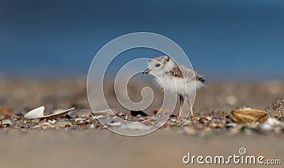 Piping Plover Chick on the Beach Stock Photo