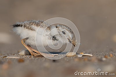 Piping Plover in New Jersey Stock Photo