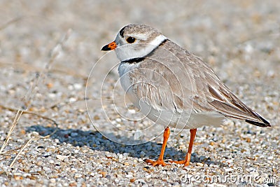 Piping Plover Stock Photo