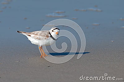 Piping Plover Stock Photo