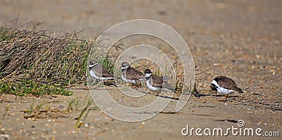 Piping Plovers on parade Stock Photo