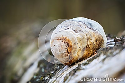 Piptoporus betulinus - woodsfailing, edible, healthful mushroom Stock Photo