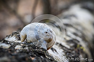 Piptoporus betulinus - woodsfailing, edible, healthful mushroom Stock Photo