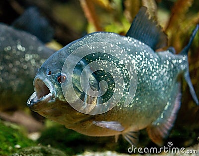 Piranha Stock Photo