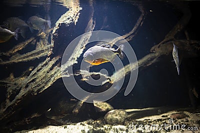 Piranha in amazon river underwater. Fish called pygocentrus natteri is aggresive and dangerous predator Stock Photo