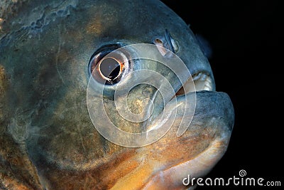 Piranha fish Stock Photo