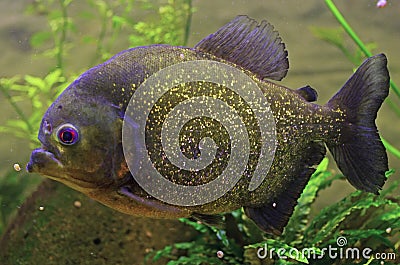 Piranha fish Stock Photo