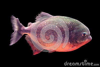 Piranha fish isolated on black background Stock Photo