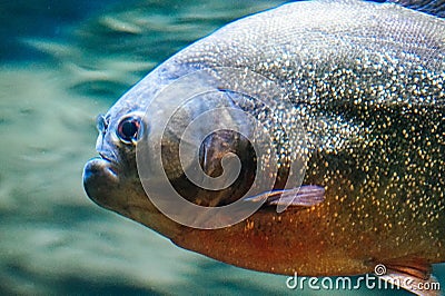Piranha fish - side view, close-up Stock Photo