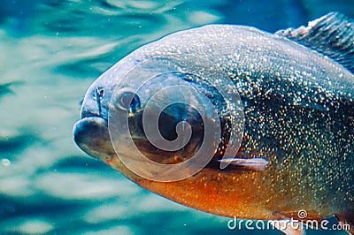 Piranha fish - side view, close-up Stock Photo