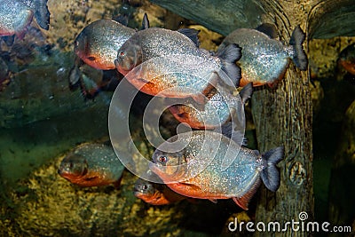 Piranha fish swimming in an aquarium Stock Photo