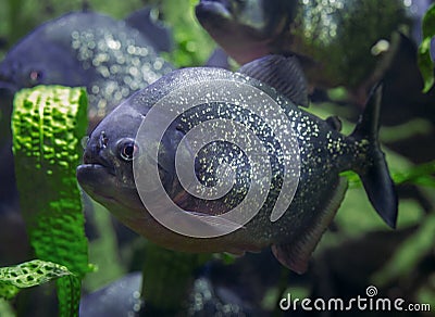 Piranha, predatory fish. Stock Photo