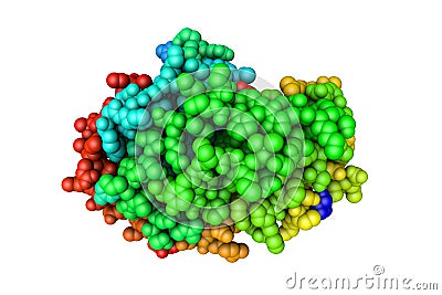 Pirin in complex with bisamide compound 2. Space-filling molecular model. Rainbow coloring from N to C. 3d illustration Cartoon Illustration