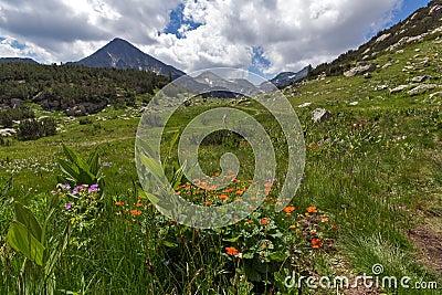 Pirin Mountain Landscape with cloud adn flowers Stock Photo