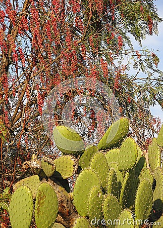 Pink peppercorn tree or pirul with nopales I Stock Photo