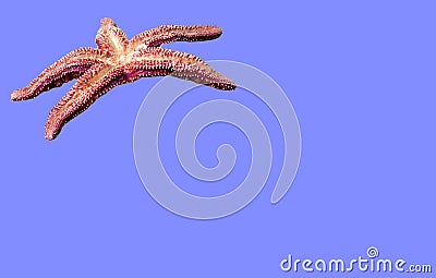 Isolated Pisaster ochraceus on blue background close up. Generally known as the purple sea star, ochre sea star, or ochre starfis Stock Photo