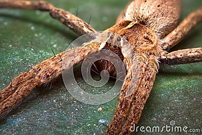 Pisaura mirabilis Stock Photo