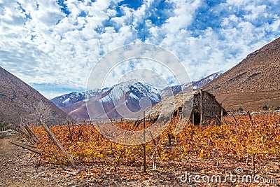 Pisco Vineyard Stock Photo