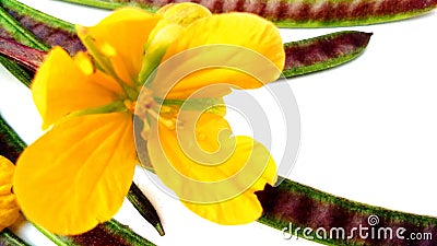 Piss a bed stinkingweed coffee senna flower fruits Stock Photo