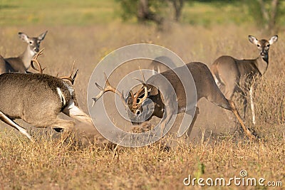 A pissed off whitetail buck pushes other buck away from doe Stock Photo