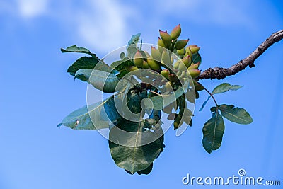 Pistachio fruit ripen pistachios Stock Photo