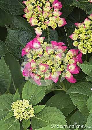 Pistachio Hydrangea Stock Photo