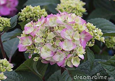 Pistachio Hydrangea Stock Photo