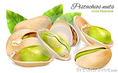 Pistachio nuts with leaves. Vector Illustration