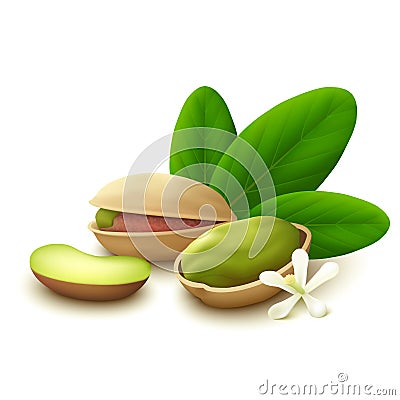 Pistachio nuts on white background Vector Illustration