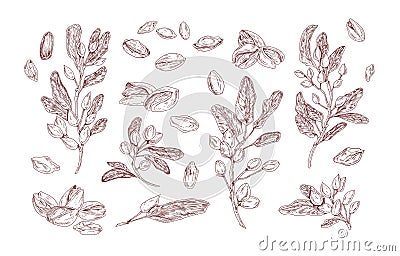 Pistachio plant hand drawn vector illustrations set. Growing tree sprout sketch. Tree branches with leaves isolated Vector Illustration