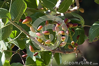 Pistachio tree Stock Photo