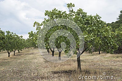 Pistachio trees Stock Photo