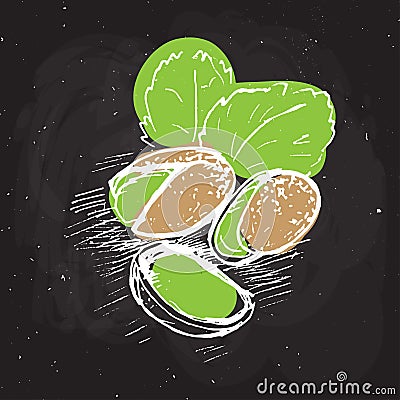 Pistachio vector hand draw illustration. Sketched pistachio on black chalk board. pistachio with leaves and texture Vector Illustration