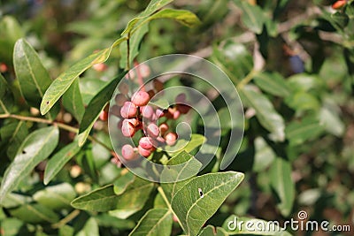 Pistachio, wild Stock Photo