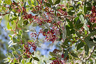 Pistacia lentiscus red ripened fruits and leaves on branches Stock Photo