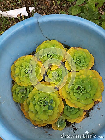 PISTIA WATER LETTUCE Stock Photo