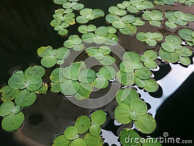 Pistia the water lettuce Stock Photo