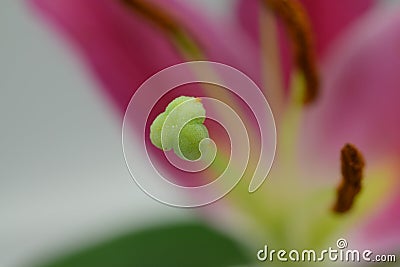 Pistil Stock Photo