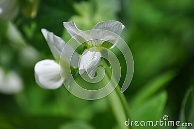 Pisum sativum flower Stock Photo