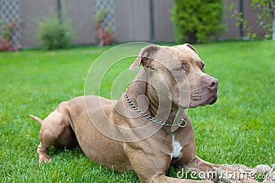 Pit bull Stock Photo