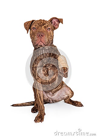 Pit Bull Cross With Injured Paw Stock Photo