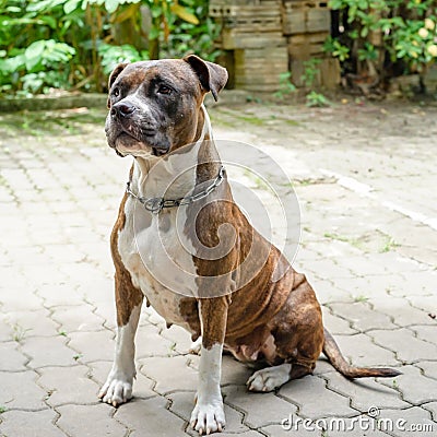 Pit bull dog Stock Photo