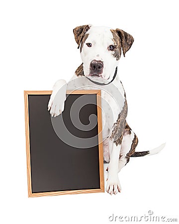 Pit Bull Dog Holding Chalk Board Stock Photo
